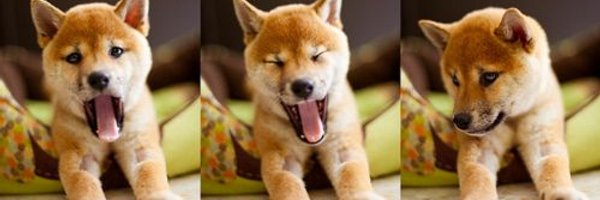 Inu_Chu Profile Banner