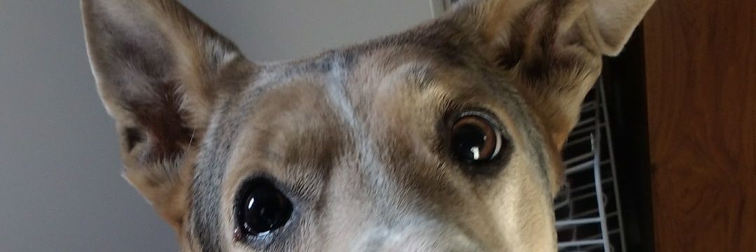 InesFugazzotto's profile banner image