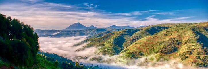 Sush🌻 banner