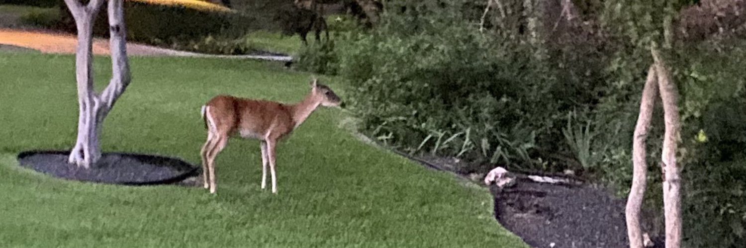 Veronica Bell banner