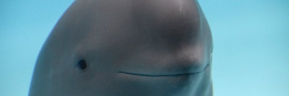 teslacybertruck.eth 🦇 🔊 banner