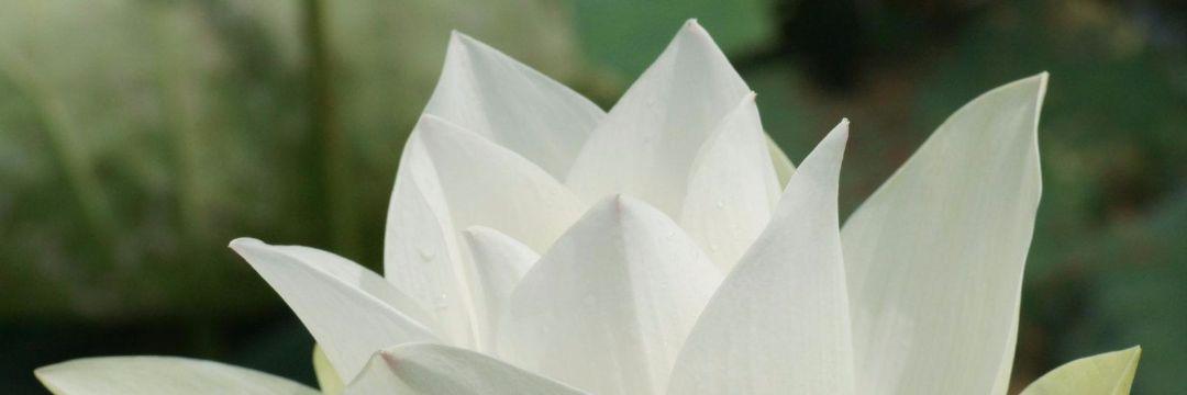 sadaffff's profile banner image