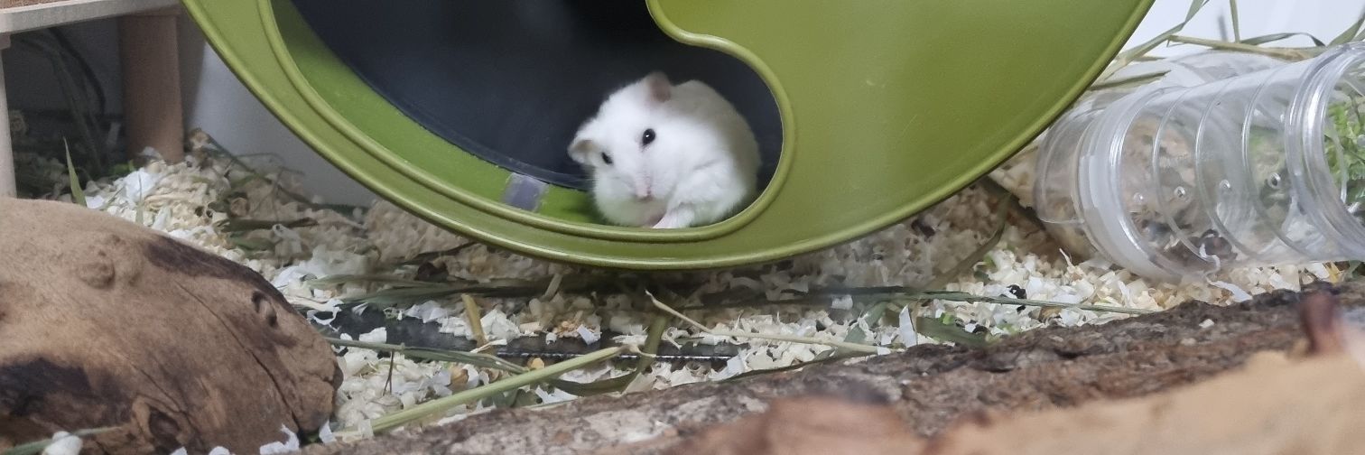 💫옹심이💫 banner