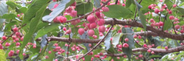 tumikitosuzu Profile Banner