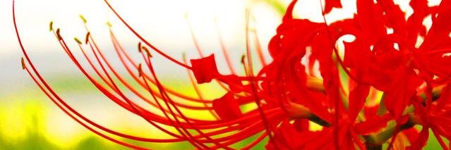 lycoris_3d's profile banner image