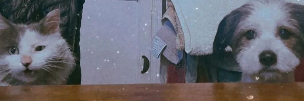 Juliitooledo's profile banner image