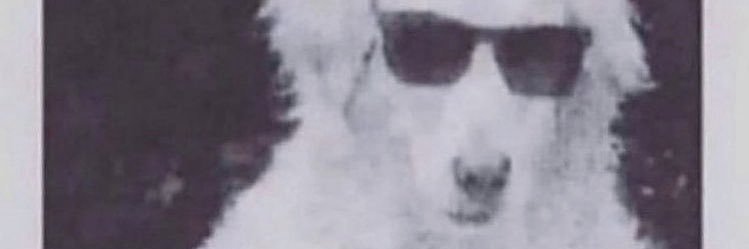 little_fiddlee's profile banner image