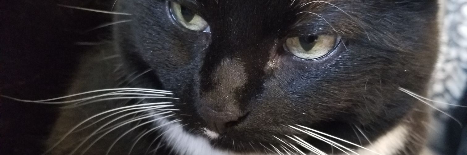 CatherineMilos's profile banner image