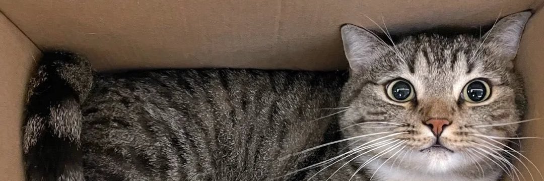 meeeeooooooowv's profile banner image