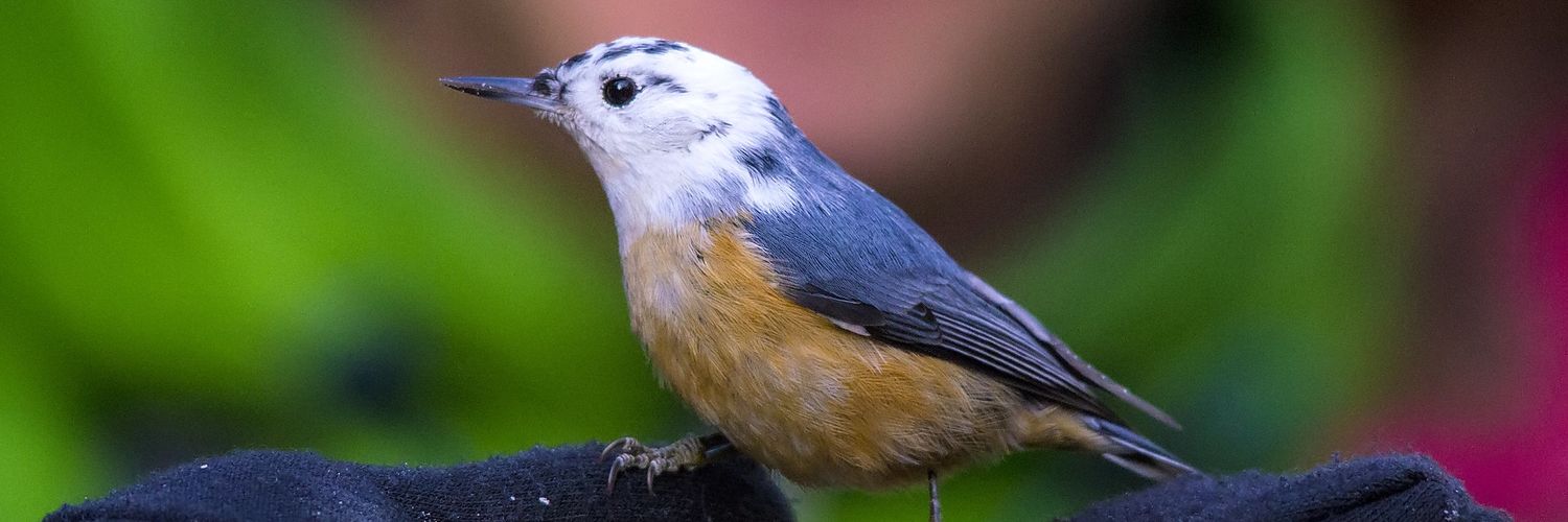 Name cannot be blank banner