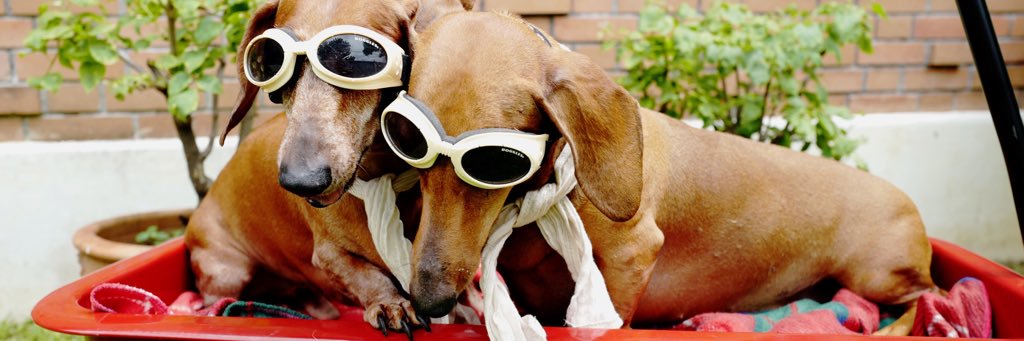 ottothehotdog's profile banner image