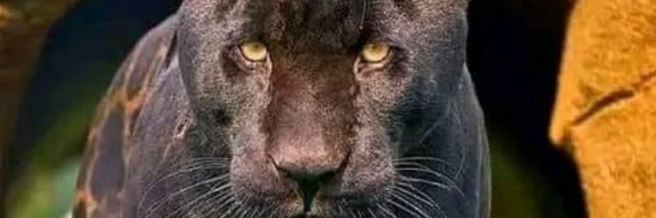 silvia german banner