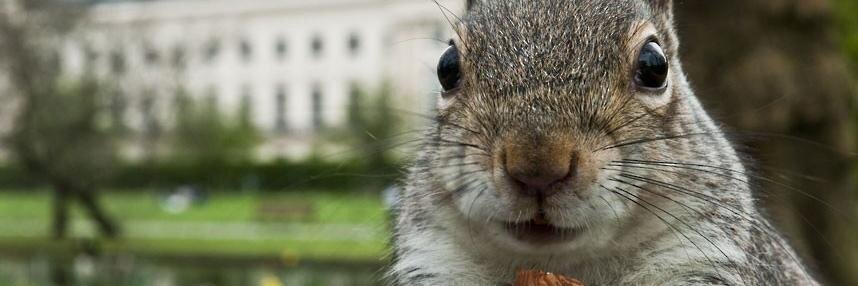 MylarSquirrel's profile banner image