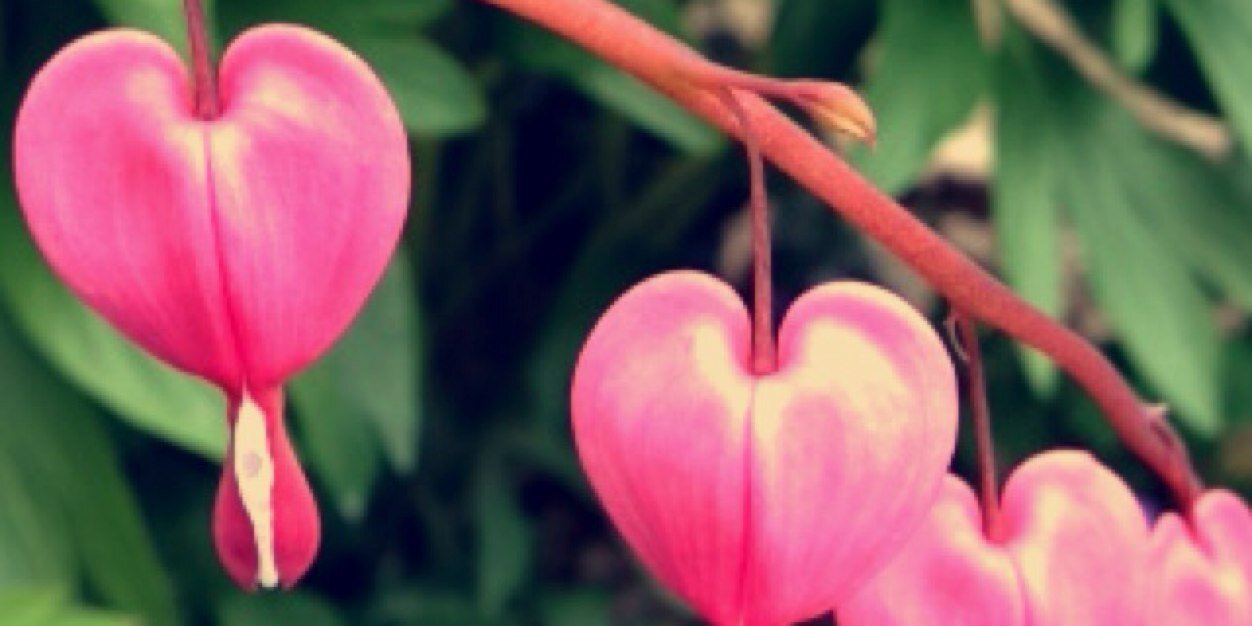 Allisonn_J's profile banner image