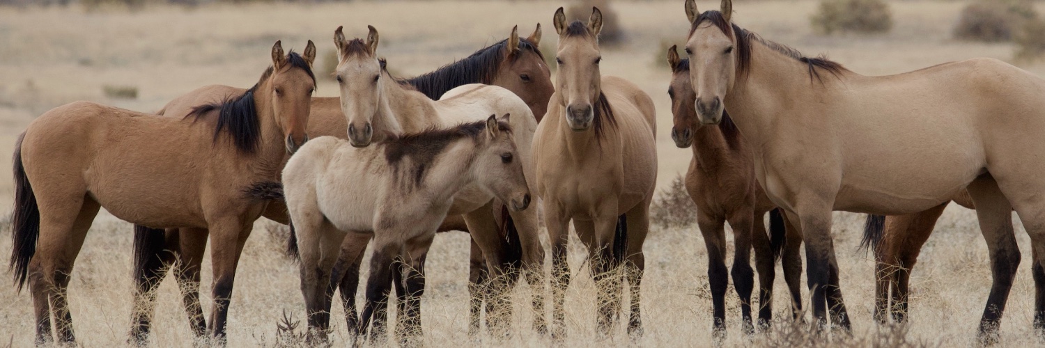 CarterMustangs's profile banner image