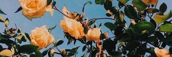 Karoltzik's profile banner image