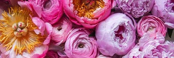 SpunkSierra Profile Banner