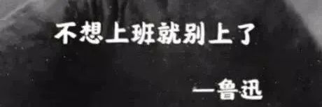 君子兰|Bird🕊️ banner