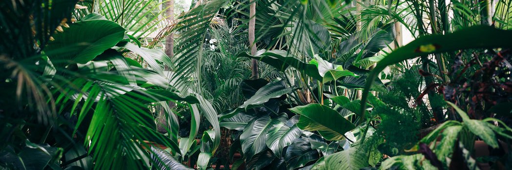 ₿onkeyKong ⚡️ banner