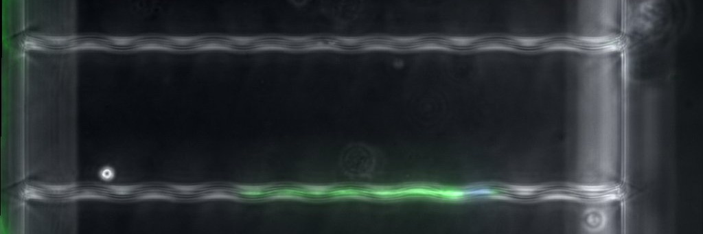 Confinement Mechanobiology Lab at MBI's banner