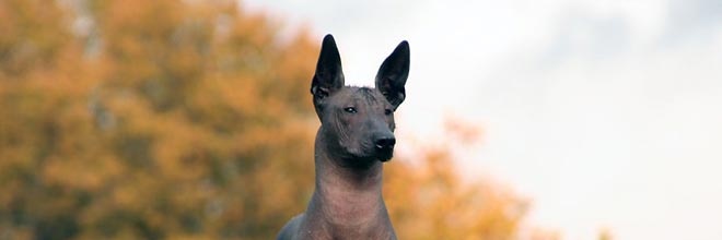 Xoloitzcuintli Gang banner