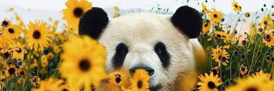 _Thistlee's profile banner image