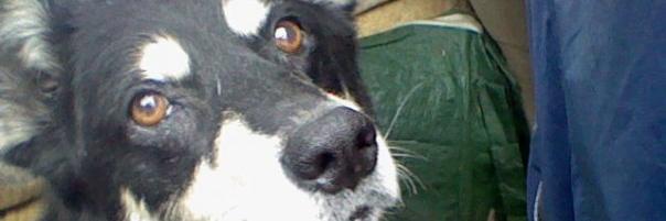 DogNanny's profile banner image