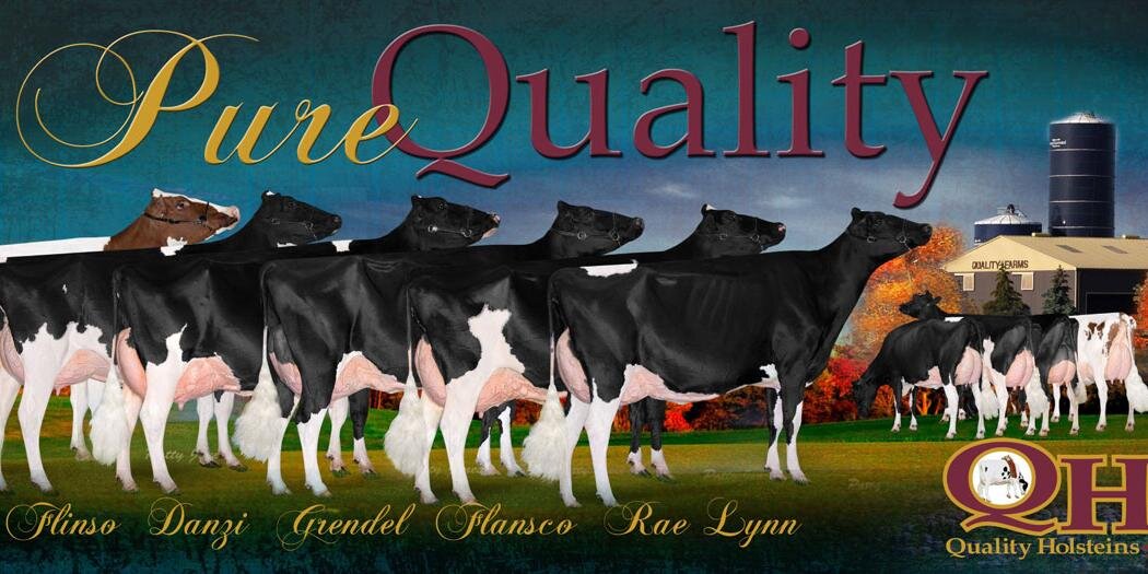 QualityHolstein's profile banner image
