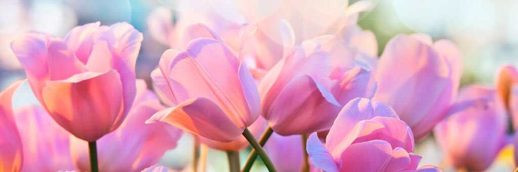 Amarie. banner
