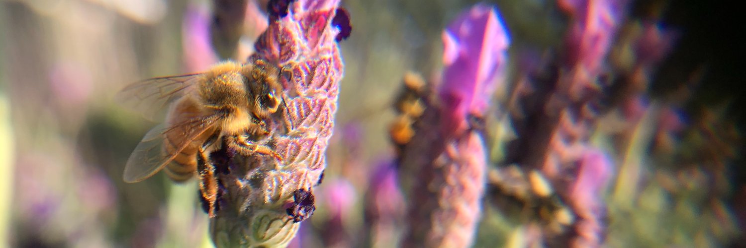 malchovian🌞radiation banner