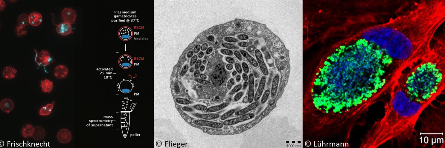 SPP2225-Exit strategies of intracellular pathogens banner