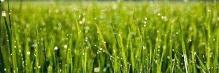 saanei's profile banner image