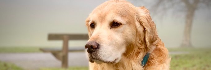 Dog Lover banner