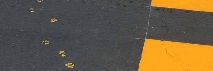 wangretriever's profile banner image