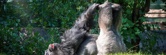 gorilla_ozi's profile banner image