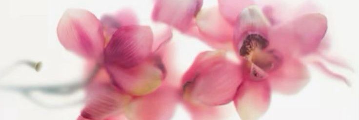 pingkipie's profile banner image