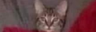 DaCoolApple's profile banner image