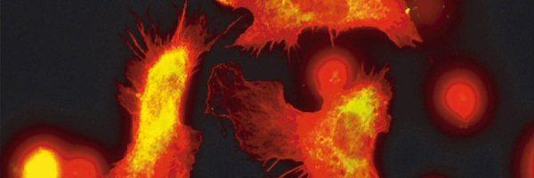 SiewekeLab Profile Banner