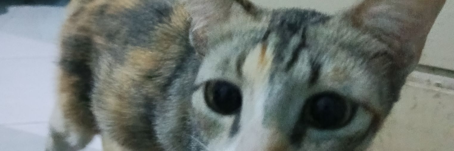 Karti Delima banner