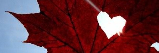 Steve White banner