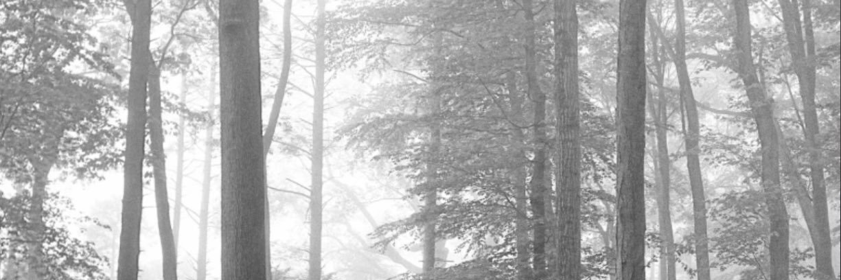 bones (tortured era)🤍 banner