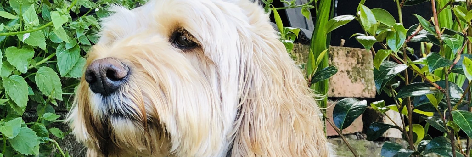 oakley_cockapoo's profile banner image