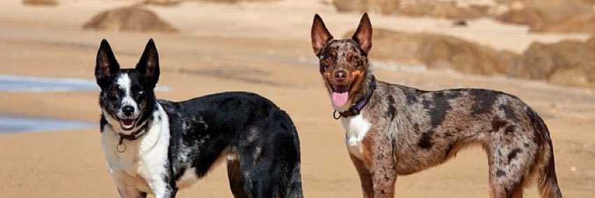 Hepsta&Leeloo 🐶🐶 banner