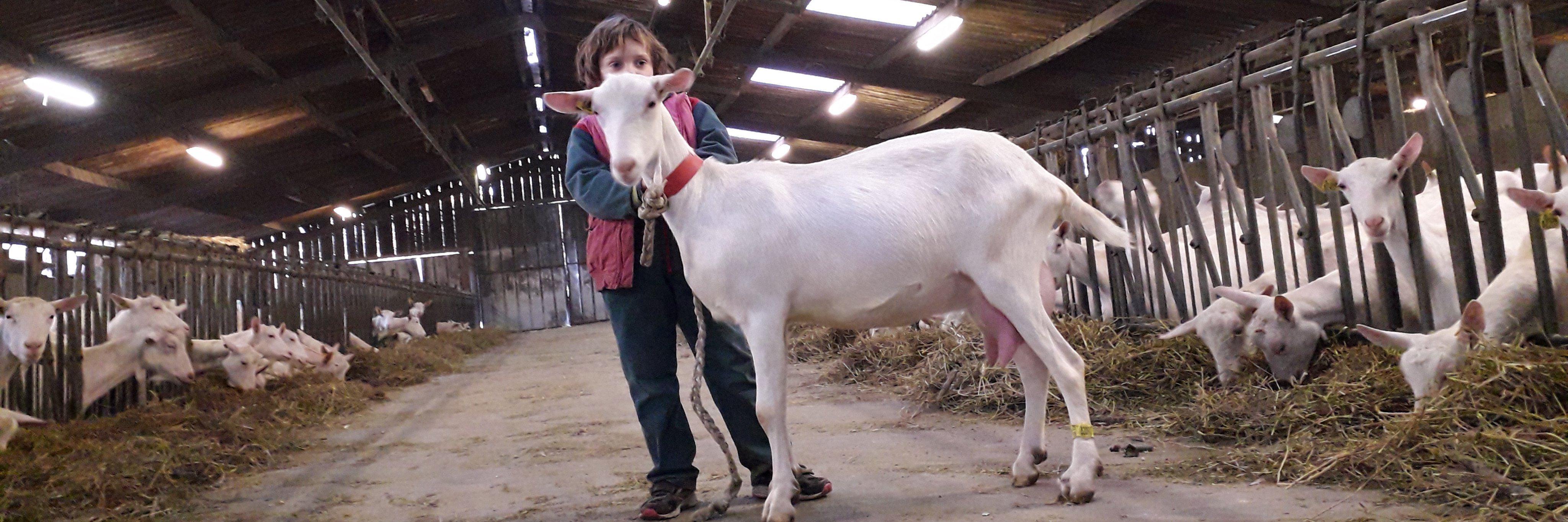 herault samuel banner