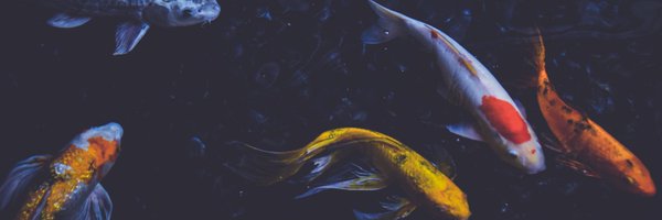 renweview Profile Banner