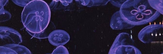 🪼 banner