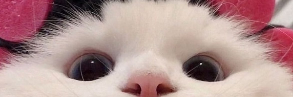 sassaazvd's profile banner image