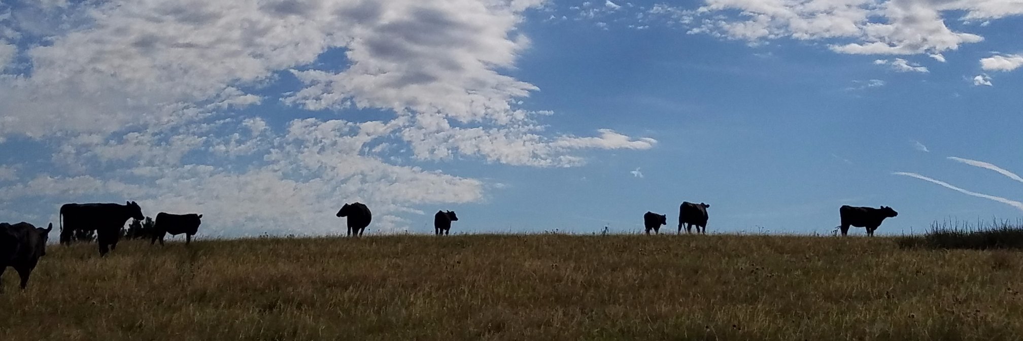 U.S. Cattlemen's Association banner