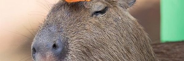 Pakaho__ Profile Banner