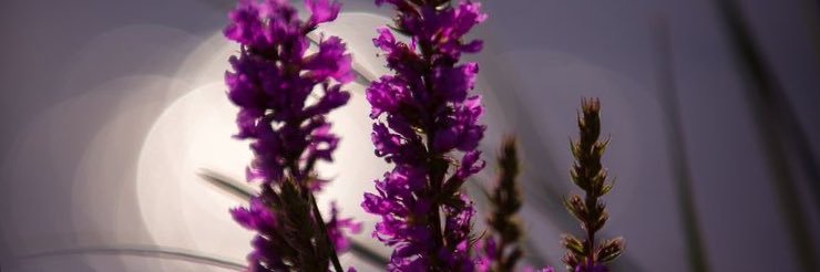 om_rahof's profile banner image